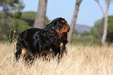 KING CHARLES SPANIEL 136